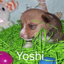 Yoshi - Sable male Pembroke Welsh Corgi puppy in Kingman, Kansas from Tiny Titans K9