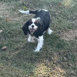 Skye - Cavalier King Charles Spaniel