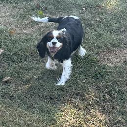 Skye - Cavalier King Charles Spaniel