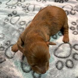 Elain - Red female Dachshund puppy in Park Hills, Missouri from Ozark Miniature Dachshunds