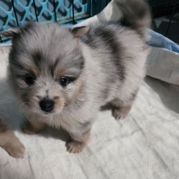Boomer - Blue merle male Pomeranian puppy in Manchester, Tennessee from Tanner's Majestix Kennels
