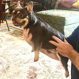 Bilbo - French Bulldog