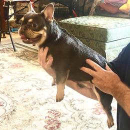 Bilbo - French Bulldog