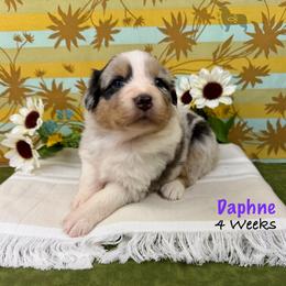 Daphne - Blue merle female Australian Shepherd puppy in El Dorado Springs, Missouri from OR Aussies