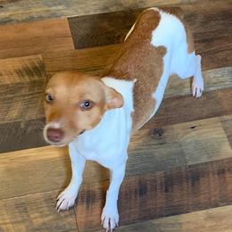 Rich Rat's Halo - Chocolate and white female Teddy Roosevelt Terrier puppy in Gadsden, Alabama from Rich Cat’s