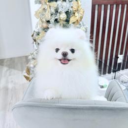 Rio - White male Pomeranian puppy in Las Vegas, Nevada from PupsByNikki