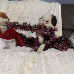 Tiffany - White and red female Border Collie puppy in Madisonville, Tennessee from WW Stock Farm