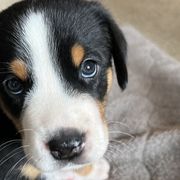 Sousa - Black, white and red Greater Swiss Mountain Dog puppy in Northville, Michigan from Great Lakes Swissies