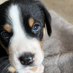 Sousa - Black, white and red Greater Swiss Mountain Dog puppy in Northville, Michigan from Great Lakes Swissies