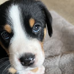Sousa - Black, white and red Greater Swiss Mountain Dog puppy in Northville, Michigan from Great Lakes Swissies
