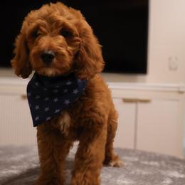 Benji - Red  male Goldendoodle puppy in Apopka, Florida from Rae Precious Puppies