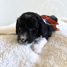 Orange - Tri-color female Bernedoodle puppy in Rockwall, Texas from Glory Doodles