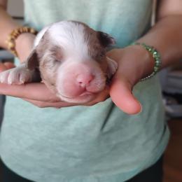 Cooper - Red merle male Aussiedoodle puppy in Apache Junction, Arizona from Loving Doodle