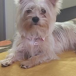 Pomeranians and Yorkshire Terriers from Countryside Yorkies and Poms