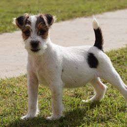 Archie - Tri-color male Jack Russell Terrier puppy in Menifee, California from Wendover Terriers