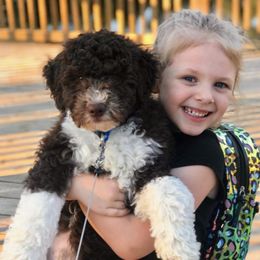 Goldendoodle Puppies from Labradoodleday