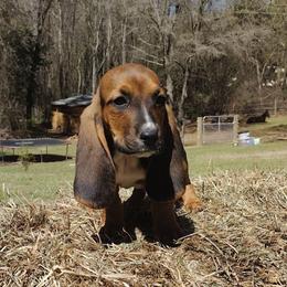 Rocky - Black brown and white male Basset Hound puppy in Newton Grove, North Carolina from MGA Basset Hound