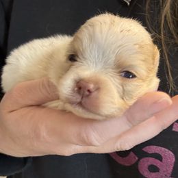 Blossom - Beaver Pomeranian puppy in Corydon, Indiana from Kortes Pomeranians