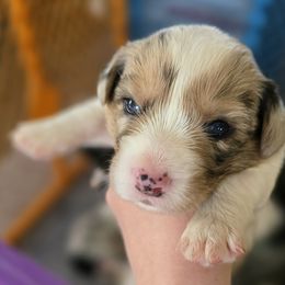 Cardigan Welsh Corgi Puppies from Savage Family Farm
