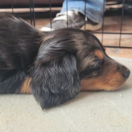 Dachshund Puppies from Ballad of Dachshunds