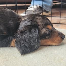 Dachshund Puppies from Ballad of Dachshunds