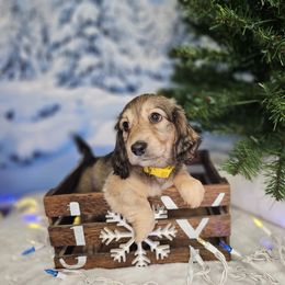 SSJ1-3 - Cream male Dachshund puppy in Martin City, Montana from FleuryDachs