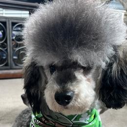 Biggie - Cavapoo