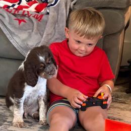 Sparkle (Brodee - blue collar) - Liver white and tan male English Springer Spaniel puppy in Statesville, North Carolina from Rockin’ Slow Farms