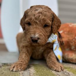 Anchor - Red  male Goldendoodle puppy in Camden, North Carolina from Oopsie Doodles of NC
