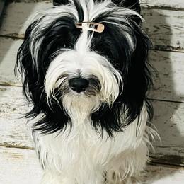 Tibetan Terrier All Grown Up from Halo Tibetan Terriers