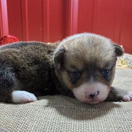 Sophie - White and red female Pembroke Welsh Corgi puppy in Fayetteville, Tennessee from Sulphur Springs Corgis