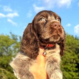 Marble - Liver white and roan female English Springer Spaniel puppy in Bay City, Wisconsin from Springer Hills Farm