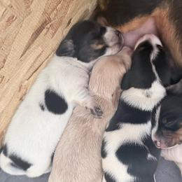 Pie boy 1 - Piebald male Dachshund puppy in Madison, Wisconsin from SK Miniature   Dachshunds