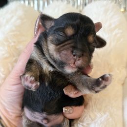 Kringle tiny toy - Tri-color male Yorkipoo puppy in Fredericktown, Missouri from Doodle Pups Fur-Ever