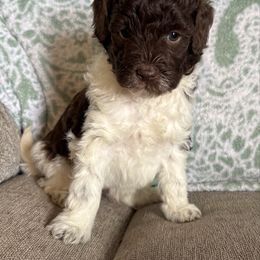 Ron - Chocolate male Labradoodle puppy in Somerset, California from Annie’s Animals