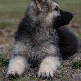 German Shepherd Puppies from Esteemed K9 German Shepherds