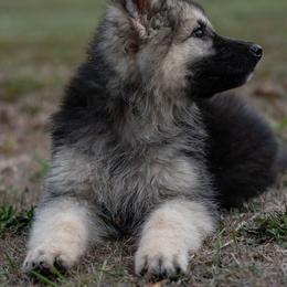 German Shepherd Puppies from Esteemed K9 German Shepherds