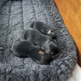 Yorkshire Terrier Puppies from Beantown Yorkshires