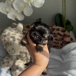 Lilo - Black and tan male Shih Tzu puppy in Frederick, Maryland from Shih Tzu Puppy in Maryland
