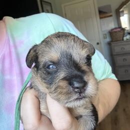 Green Collar - Merle male Schnoodle puppy in Winchester, Tennessee from Mahaffey’s Doodles