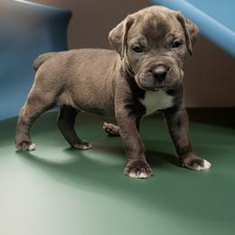 Cane Corso Puppies from Guardian Corso's