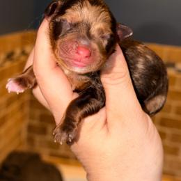 Firecracker - Red merle male Miniature Australian Shepherd puppy in Buchanan, Georgia from Stanleyville Farm Mini Aussies