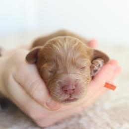 Orange - Caramel male Australian Labradoodle puppy in Williamstown, New York from Lewis Manor Labradoodles