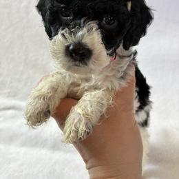 Snow - Black and white female Cockapoo puppy in Adrian, Oregon from ApplebyFarm