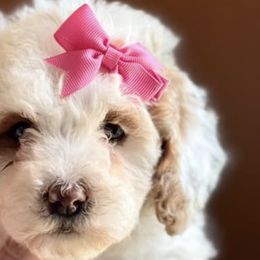 Cavapoos from E&B