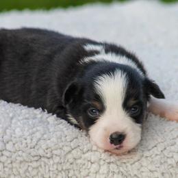 BTM - Black tri male Miniature American Shepherd puppy in Palacios, Texas from Coastal’s Miniature American Shepherds