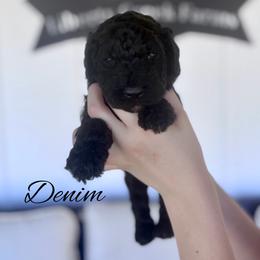 Denim - Black male Goldendoodle puppy in Cleveland, Tennessee from Liberty Creek Farms