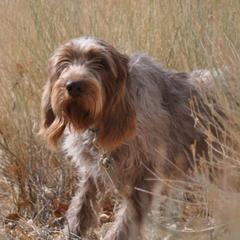 Spinoni Italiani from Collina d'Oro Spinoni