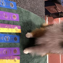 Shetland Sheepdogs from Keeara’s Shetland Sheepdogs