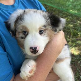 Orange - Blue merle male Miniature American Shepherd puppy in Hurt, Virginia from Sweet Prada's Farm